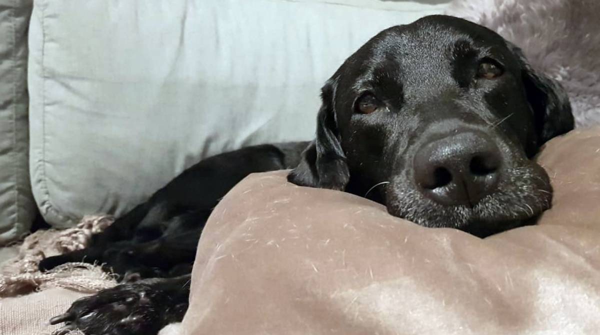 Gaia desapareceu na noite de segunda