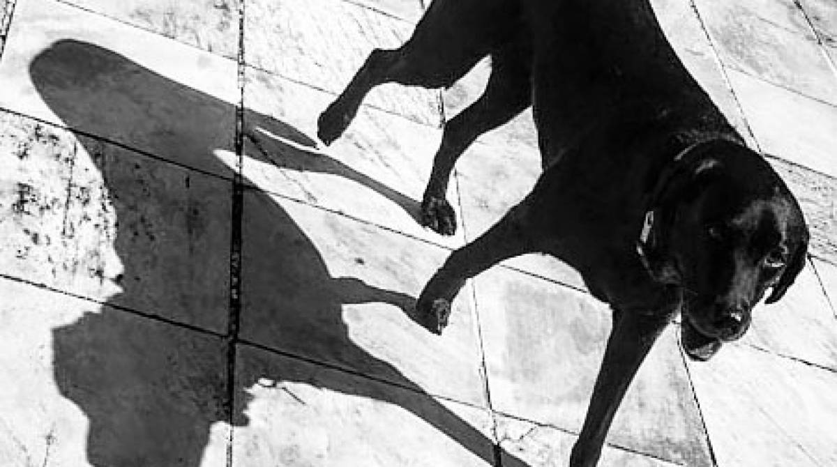 A cadelinha chegou a ser vista na regi&atilde;o do J&oacute;quei