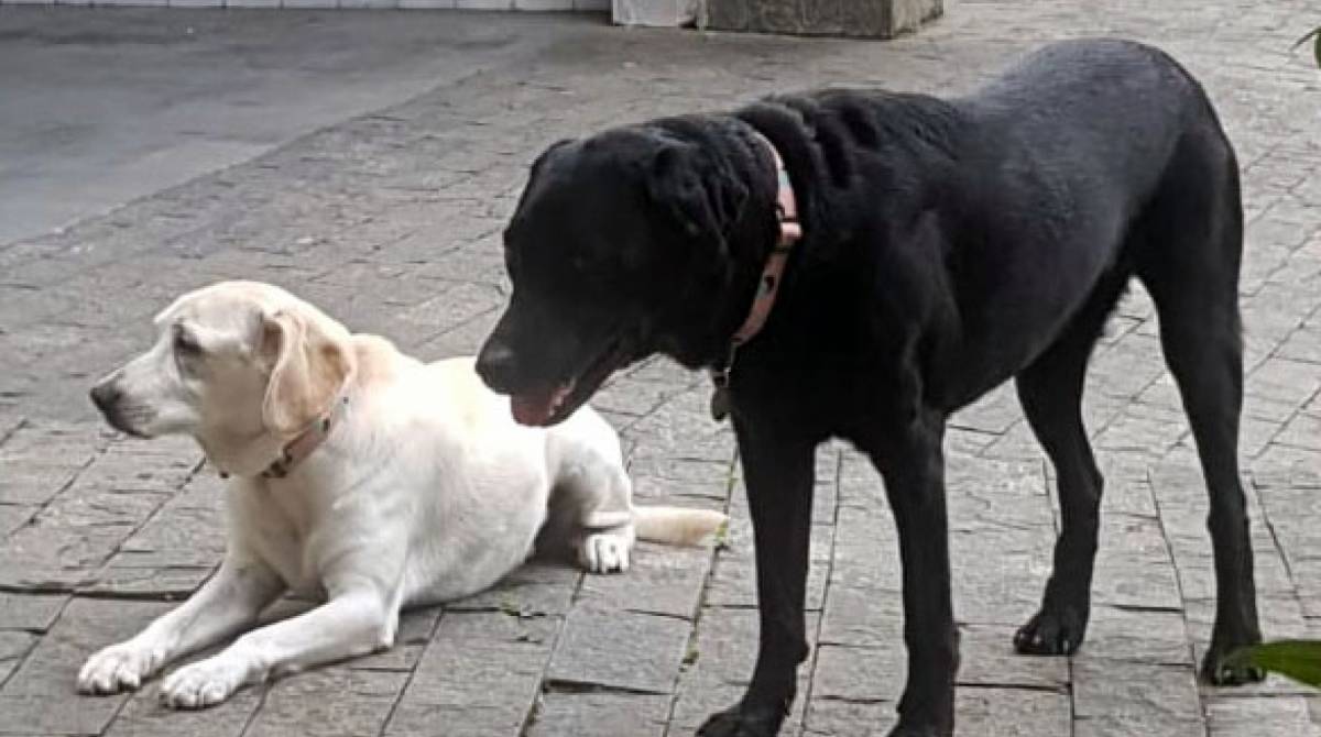 Gaia tem uma 'irmã', que se salvou da enxurrada