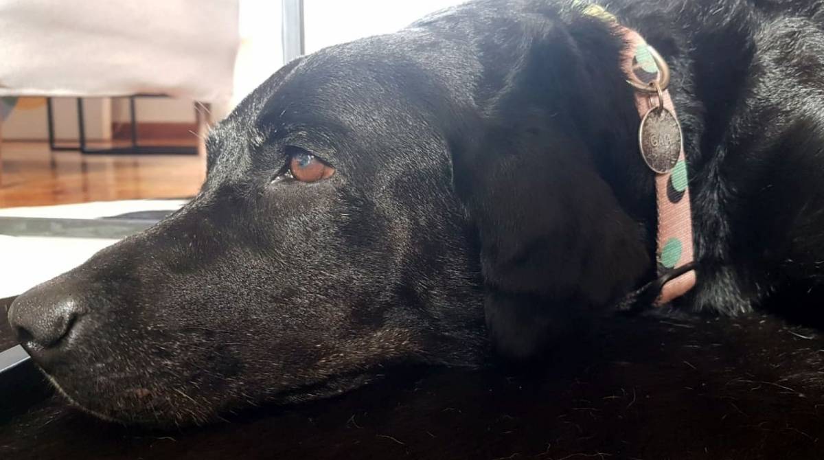 Gaia já está em casa - Arquivo Pessoal