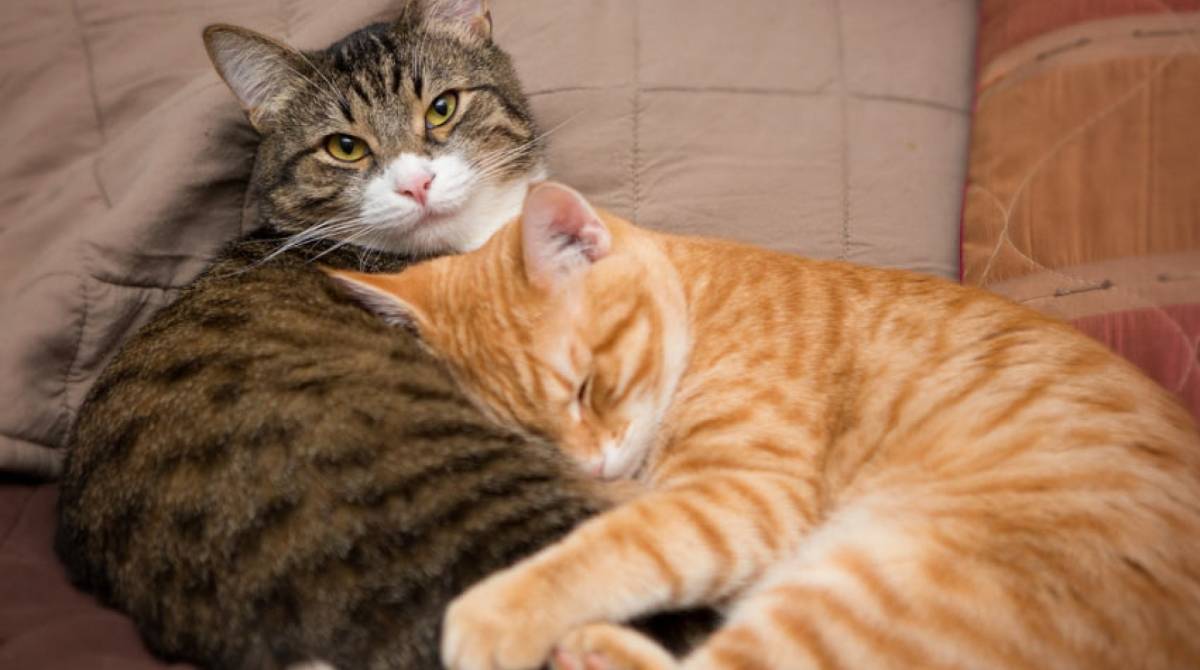 Para agendar a castração é necessário ir ao Instituto Jorge Vaitsman  - Reprodução Internet