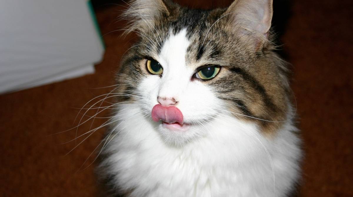 As senhas estão sendo distribuídas na manhã desta quarta-feira