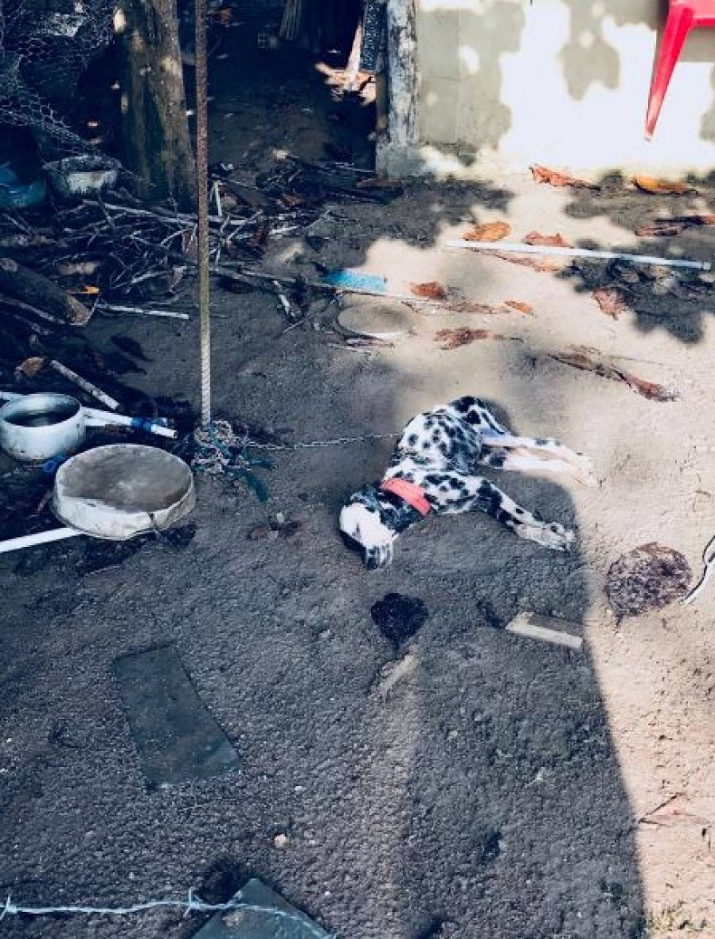 Cachorro da família da menina acabou morrendo com a intoxicação causada pela fumaça do combustível