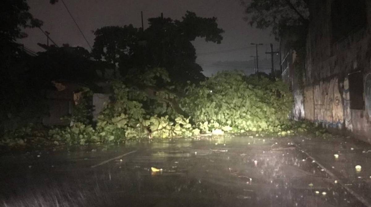 Queda de árvore na Avenida Marquês de Pombal, no Centro