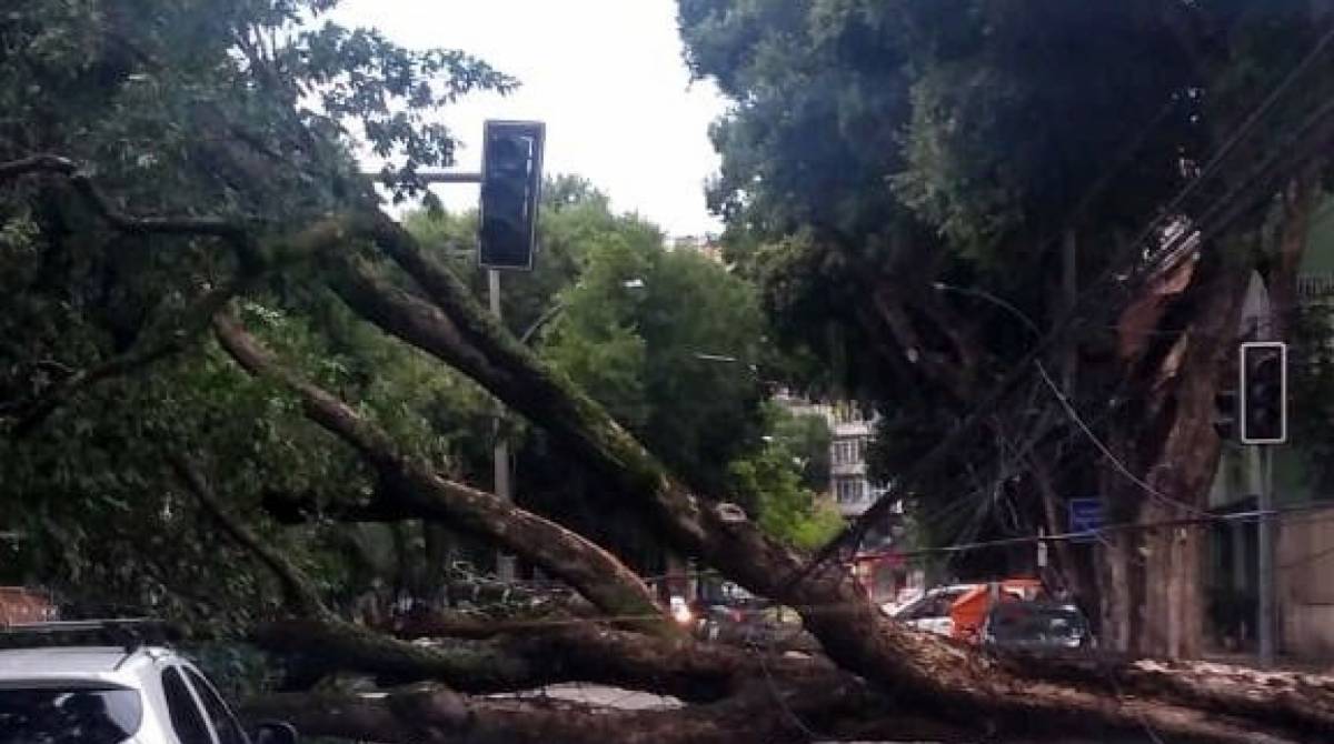 Árvores caíram por toda a cidade