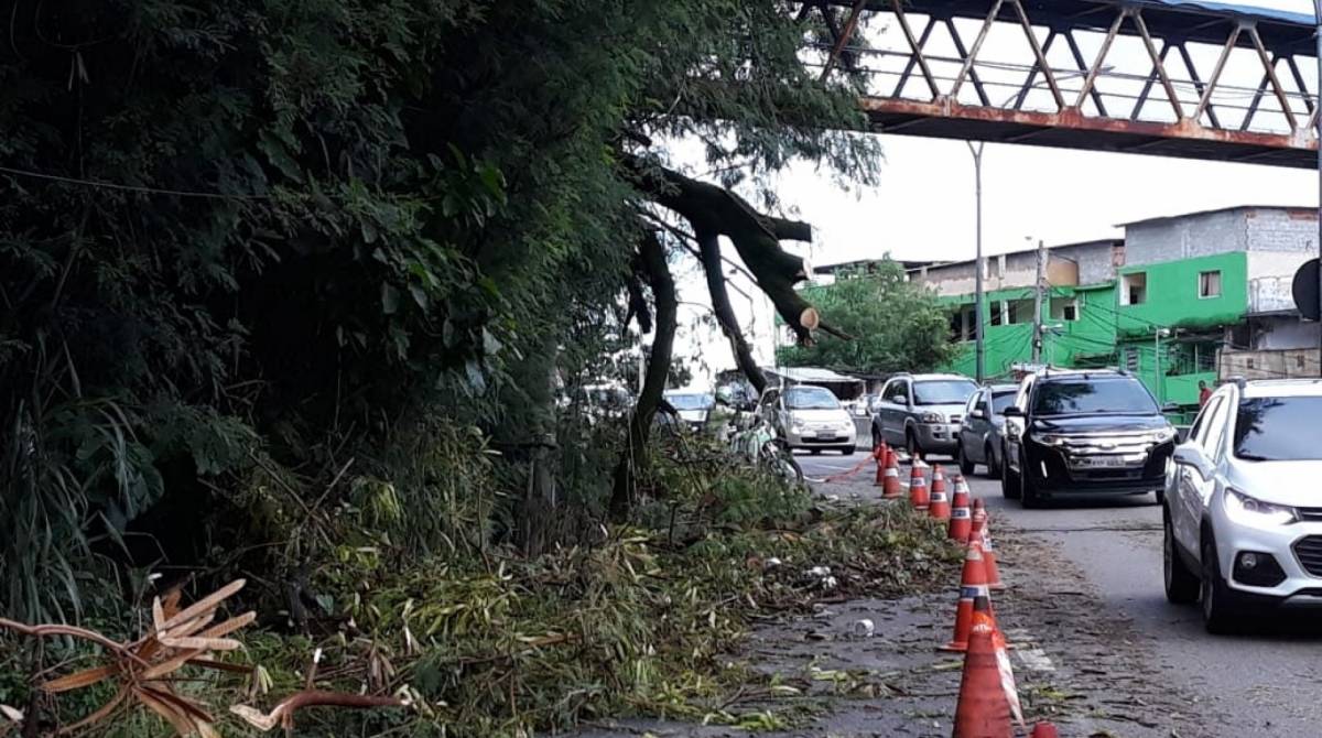 Árvores caíram por toda a cidade