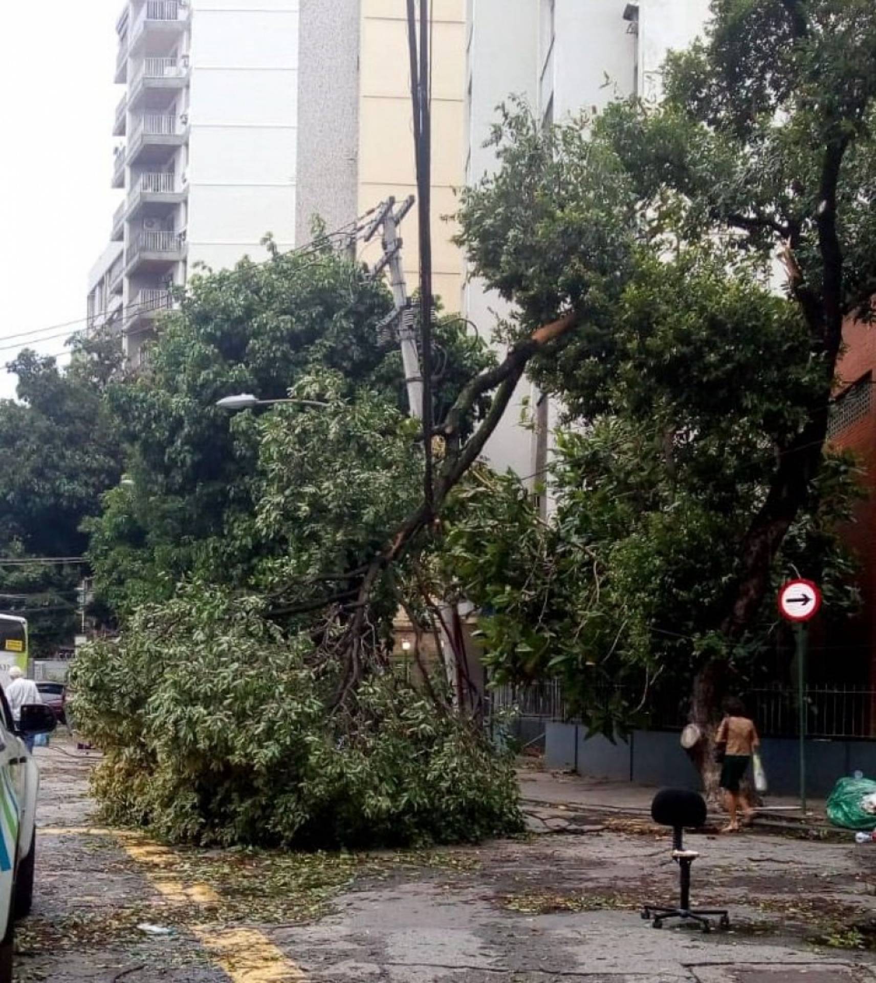 Árvores caíram por toda a cidade