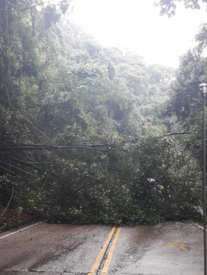Ãrvore caiu na via e interditou o local 