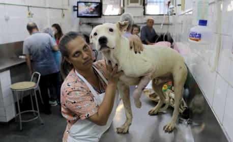 Suipa promove 'cãominhada' para arrecadar doações e remédios em Copacabana
