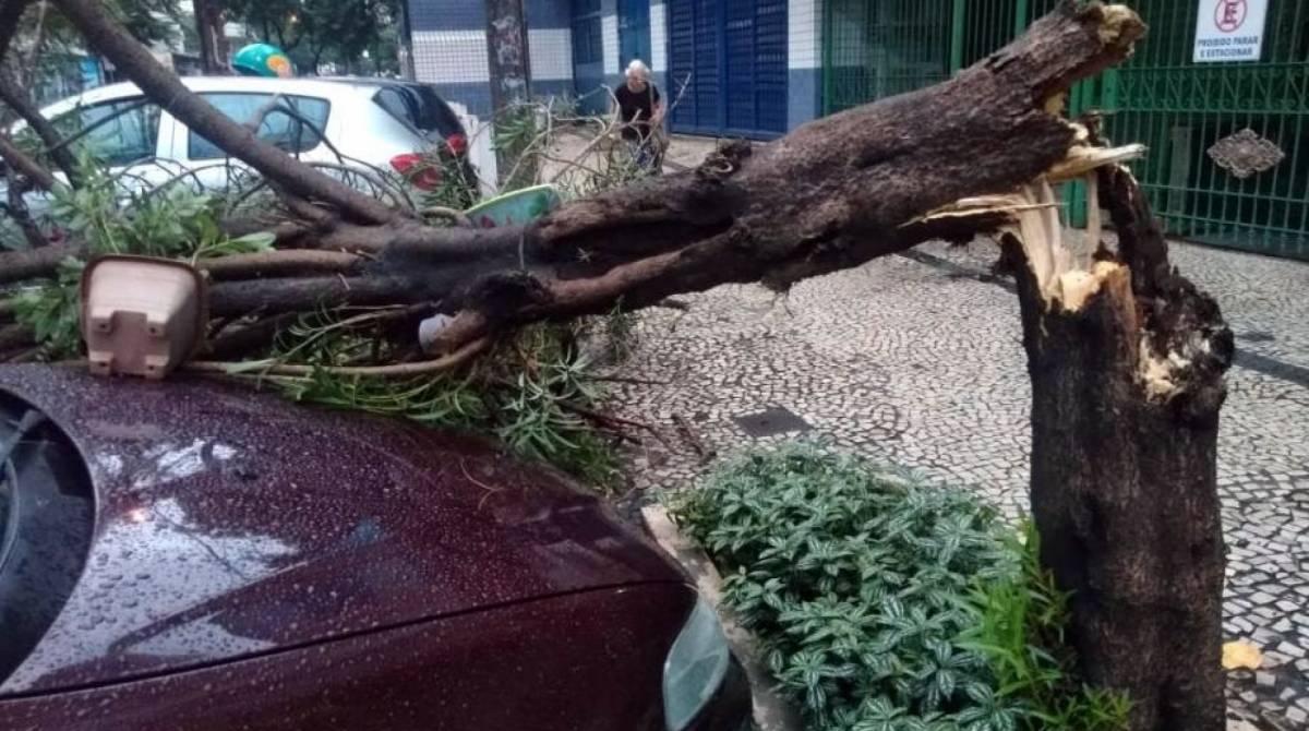 Árvore caída na Rua Mariz e Barros, próximo à Ibituruna, na Tijuca