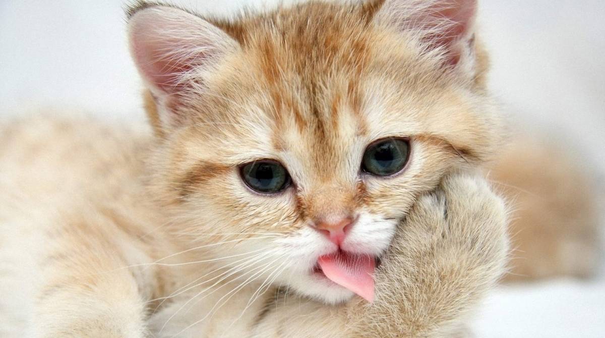 Coluna &Eacute; O Bicho: lambidas de pets