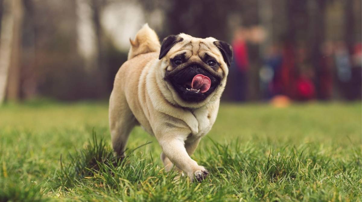 Coluna &Eacute; O Bicho - Reprodu&ccedil;&atilde;o DA internet