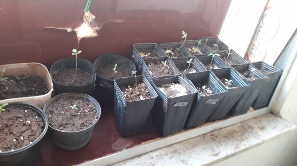 Os agentes encontraram na casa do lutador plantas e estufa para reprodução da maconha