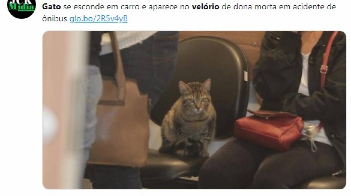 Gato foi ao velório da dona