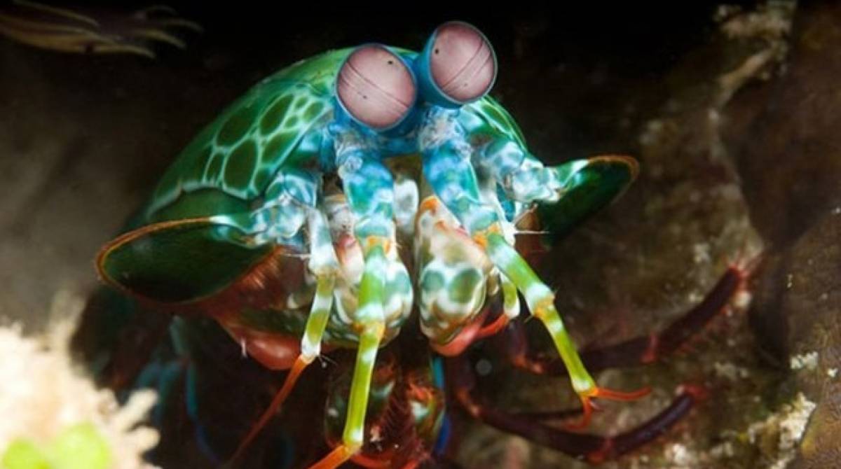 Lagosta-boxeadora pode socar com a velocidade de um tiro de rifle
