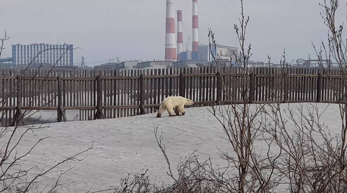 Urso polar faminto é visto em cidade na Rússia