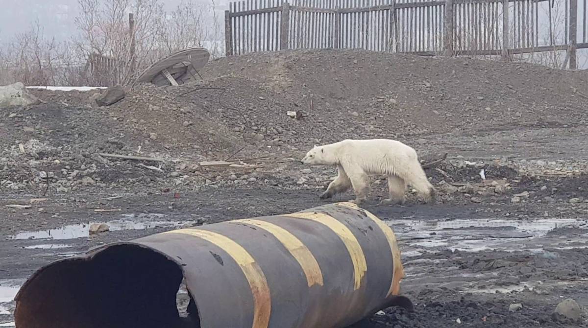 Urso polar faminto é visto em cidade na Rússia