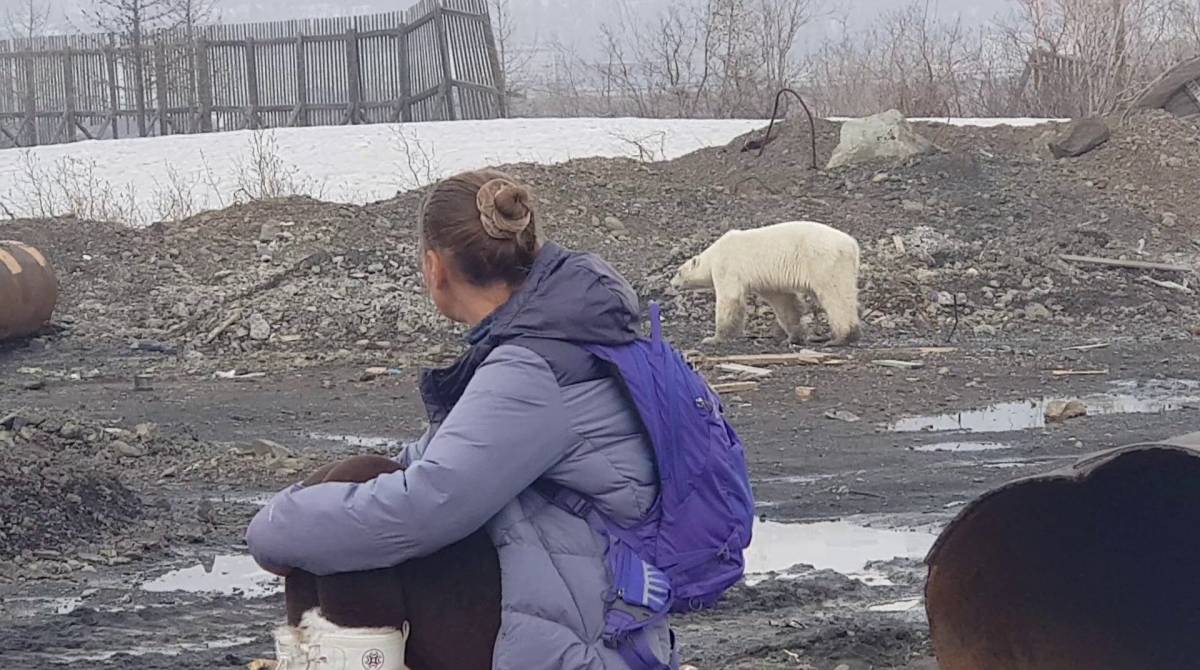 Urso polar faminto é visto em cidade na Rússia