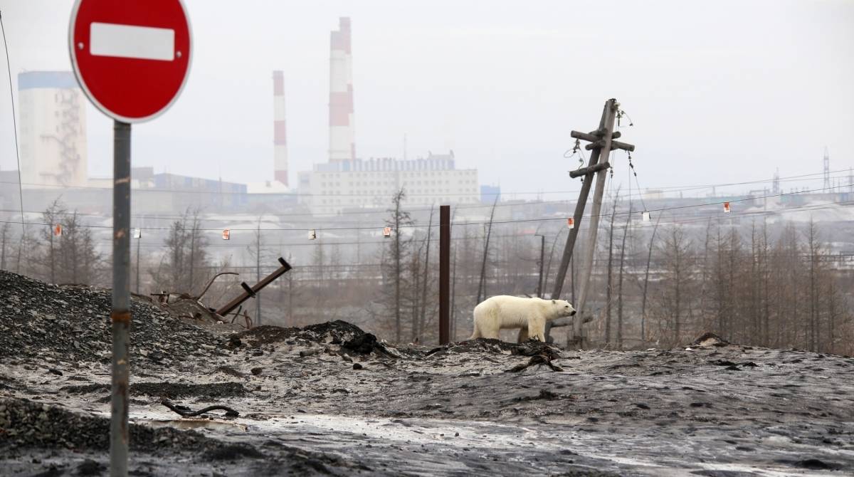 Urso polar é visto perto de área de mineração na cidade industrial russa de Norilsk 