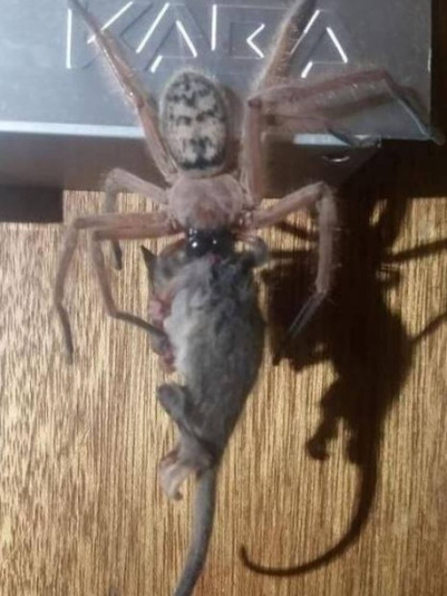 Aranha imobilizou o gambá com veneno antes de comê-lo
