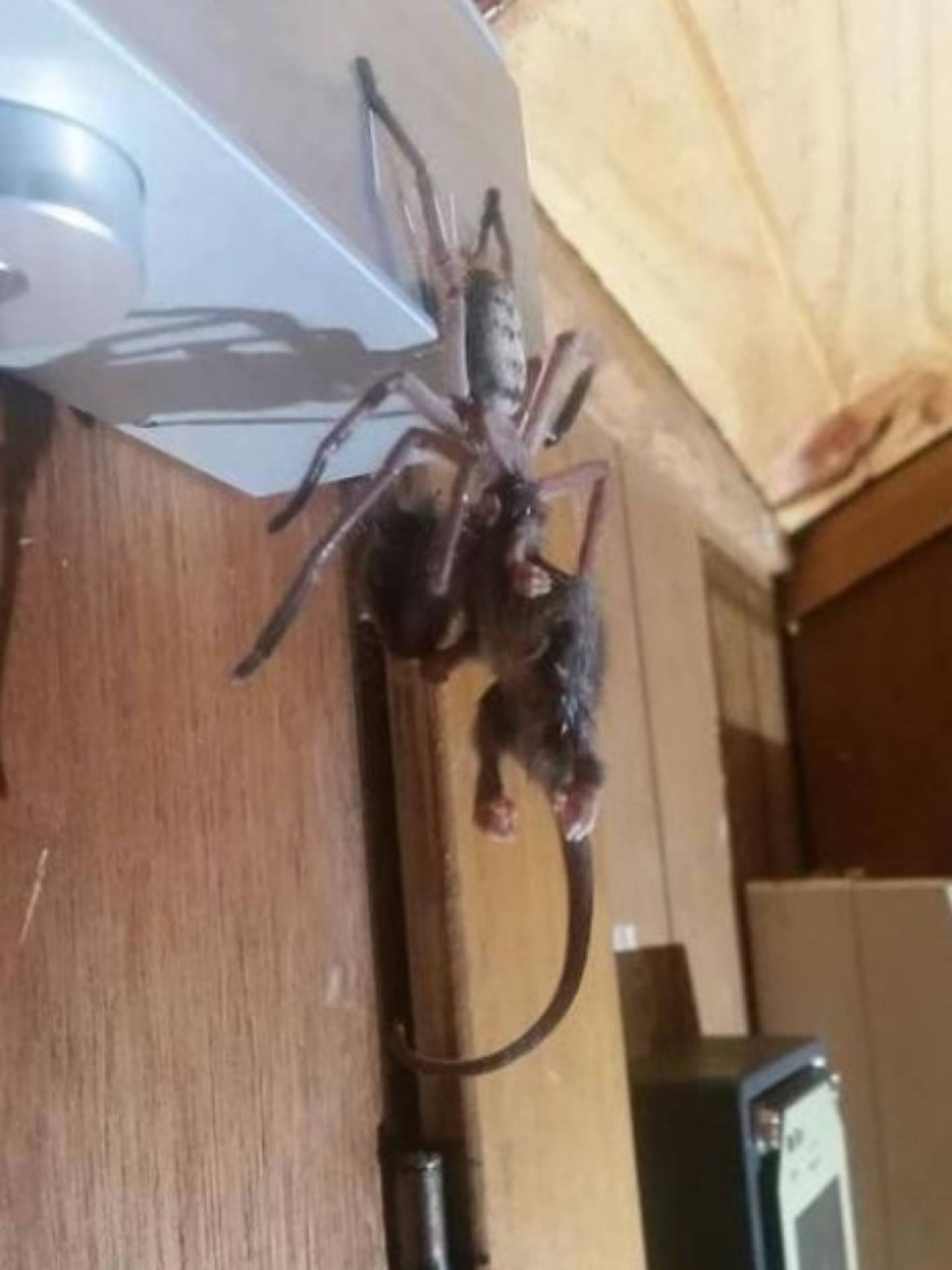 Aranha imobilizou o gambá com veneno antes de comê-lo
