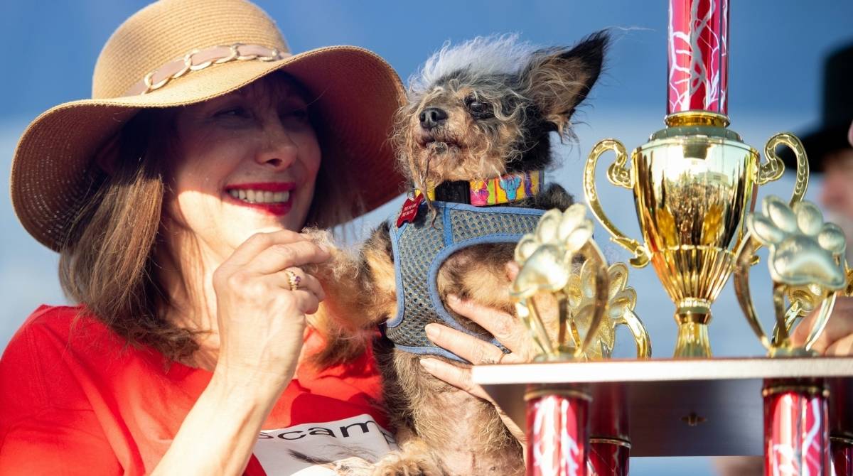 Scamp the Tramp, o cão mais feio do mundo, e sua dona - AFP