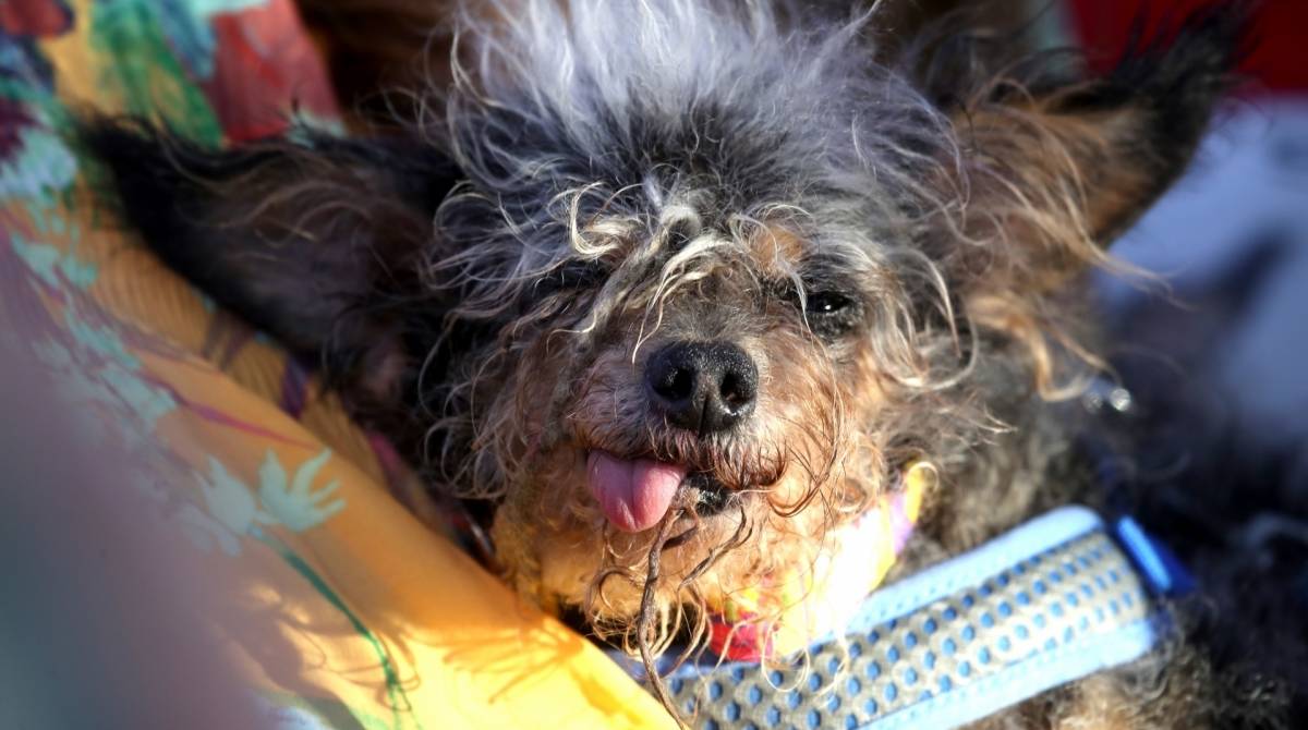 Scamp the Tramp, eleito o cão mais feio do mundo