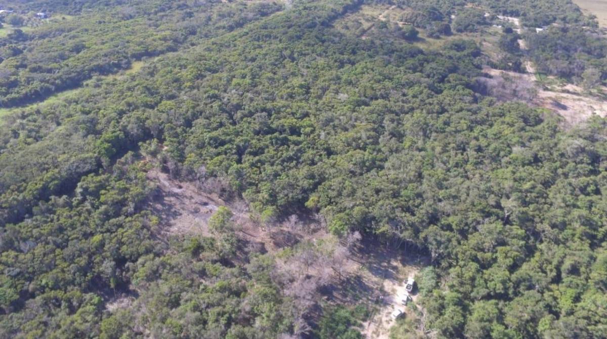 Neste &uacute;ltimo per&iacute;odo (2019/2020), foram 372 hectares derrubados