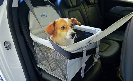 Dicas importantes ao transportar pets