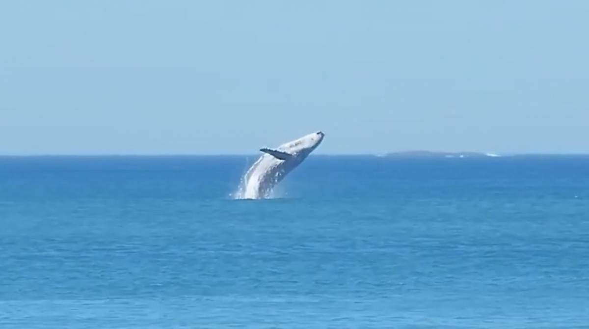 Baleia aparece dando saltos em praia da Barra da Tijuca  - Giovani Mancuso / YouTube 