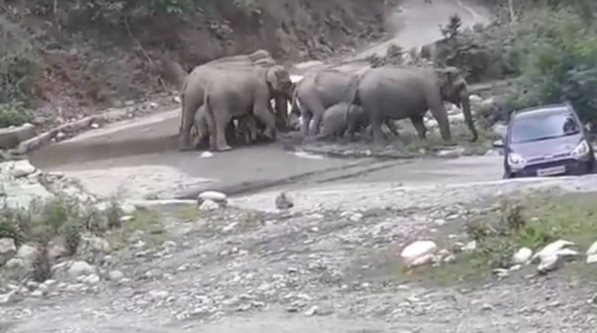 Elefantes empurraram veículos para abrir caminho em estrada no Parque Nacional Jim Corbett
 - Reprodução/Youtube