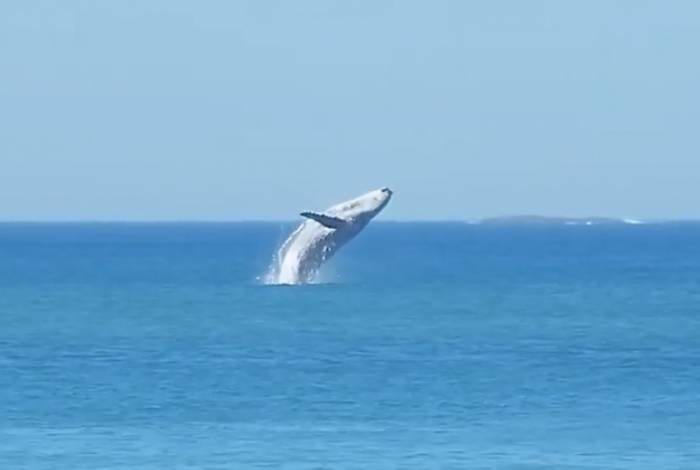 Baleia aparece dando saltos em praia da Barra da Tijuca 