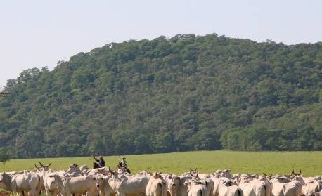 Embargo da China derruba cotação no campo, mas carne continua cara no prato