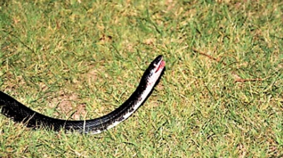 Assaltante jogou cobra viva em vÃ­tima para conseguir roubar carro
 - ReproduÃ§Ã£o