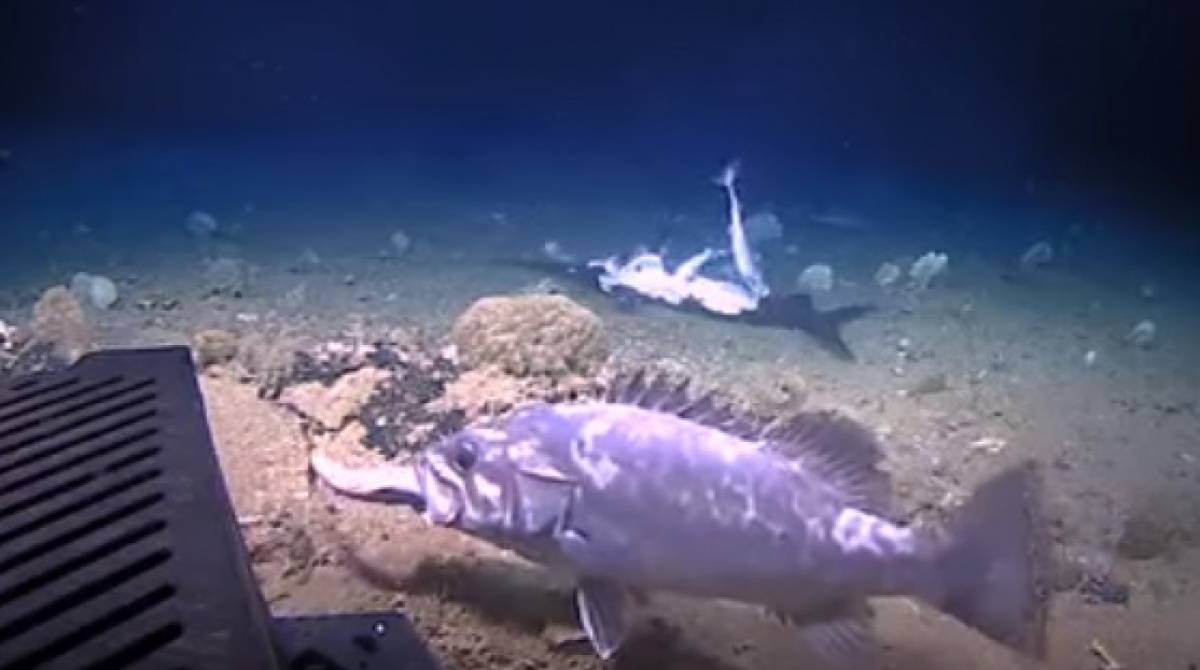 CÃ¢meras flagraram tubarÃ£o sendo engolido vivo por peixe gigante - ReproduÃ§Ã£o