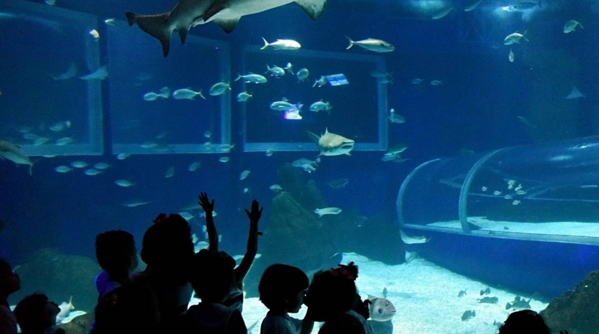 Cataratas, que administra AquaRio e RioZoo, contrata idosos - Reprodução Instagram/Aquario