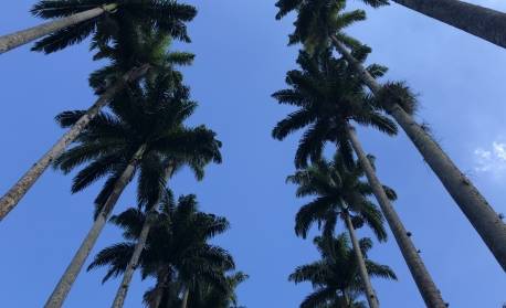 Jardim Botânico faz 214 anos e primeira palmeira-imperial do Brasil ganhará exposição 