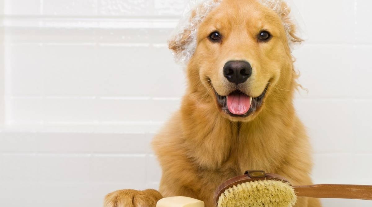 O banho a seco pode ser dado de várias maneiras: talco, spray líquido, gel e lenços umedecidos
 - Reprodução Internet