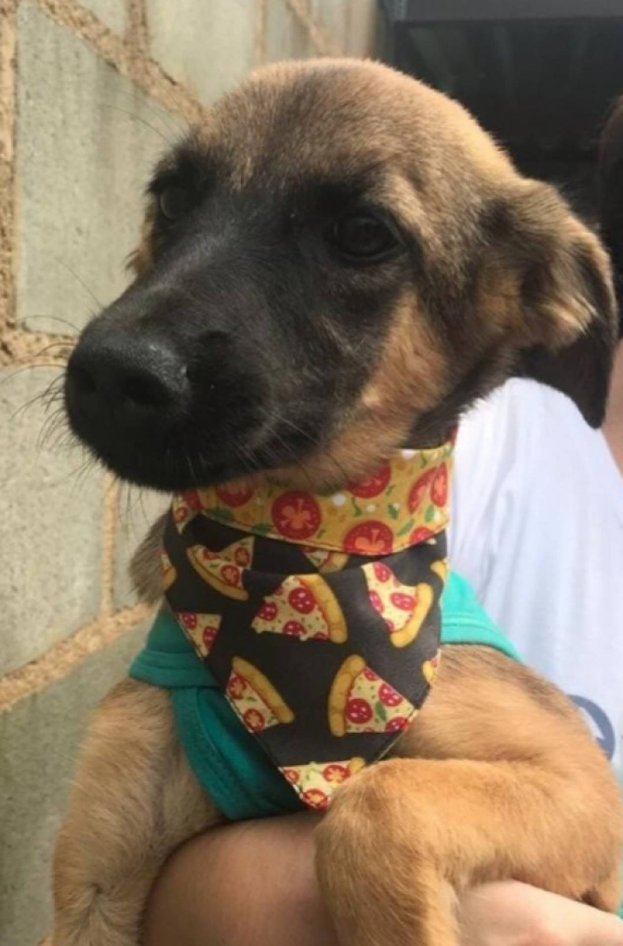 Floriano est&aacute; no Para&iacute;so do Focinhos