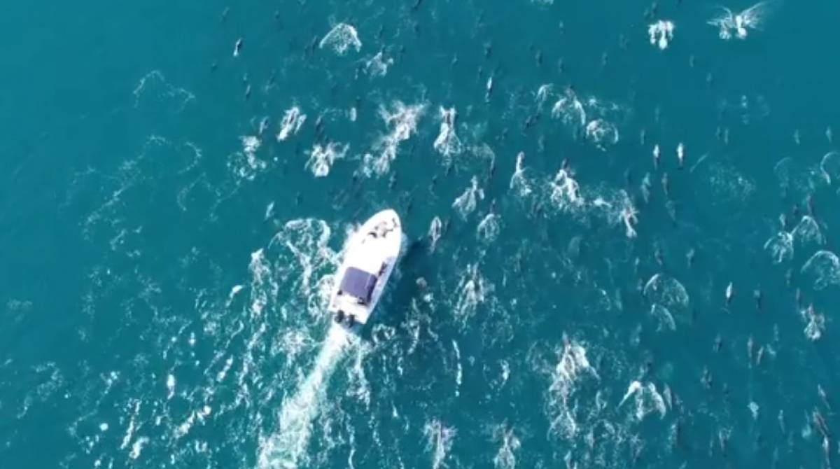 Cerca de 500 golfinhos escoltam pesquisadores do Laboratório de Mamíferos Aquáticos e Bioindicadores, da UERJ, em Copacabana - Divulgação/ Maqua-Uerj