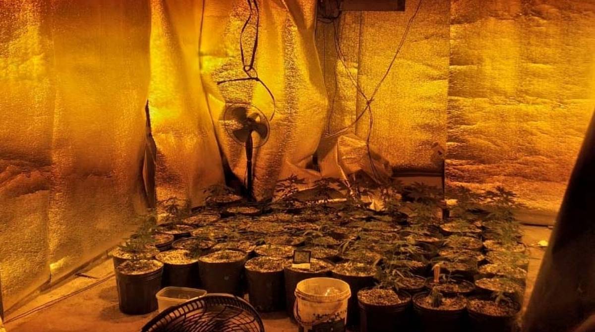 Na a&ccedil;&atilde;o, foram achados mais de 50 p&eacute;s de maconha em uma estufa