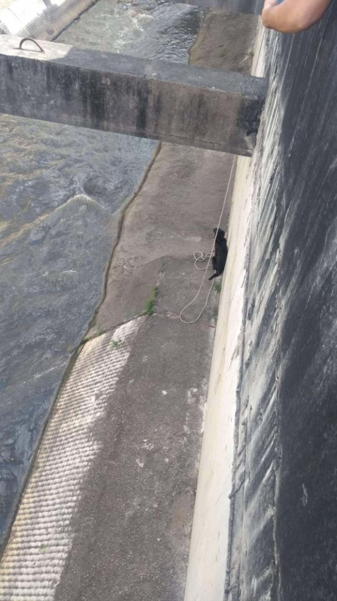 Cachorros são resgatados na Linha Amarela  - Divulgação/Lamsa/Ricardo Gimenez