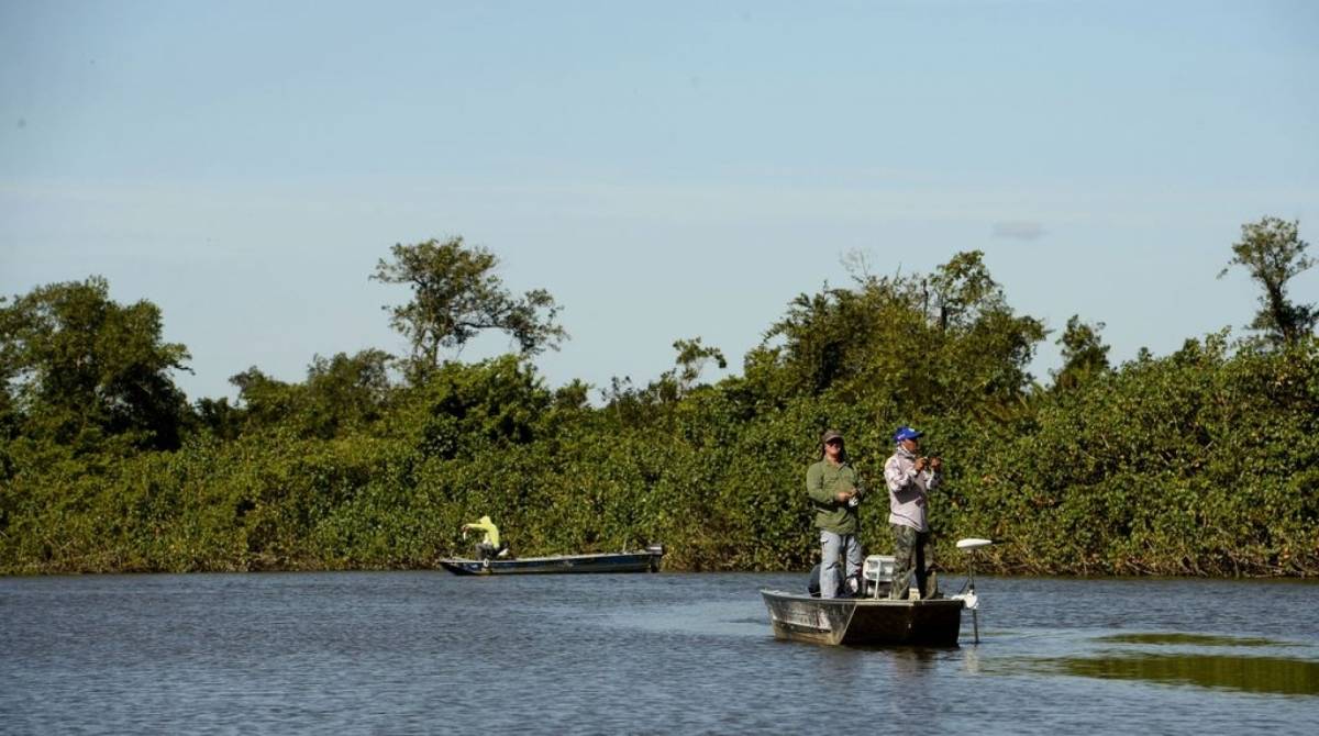 Manguezais do município de Guapimirim serão beneficiados com 500 mudas do projeto. Vão ser plantadas espécies típicas, como os mangues vermelho, preto e branco. Ao lado, o caranguejo açú - fotos Tânia Rêgo/Agência Brasil