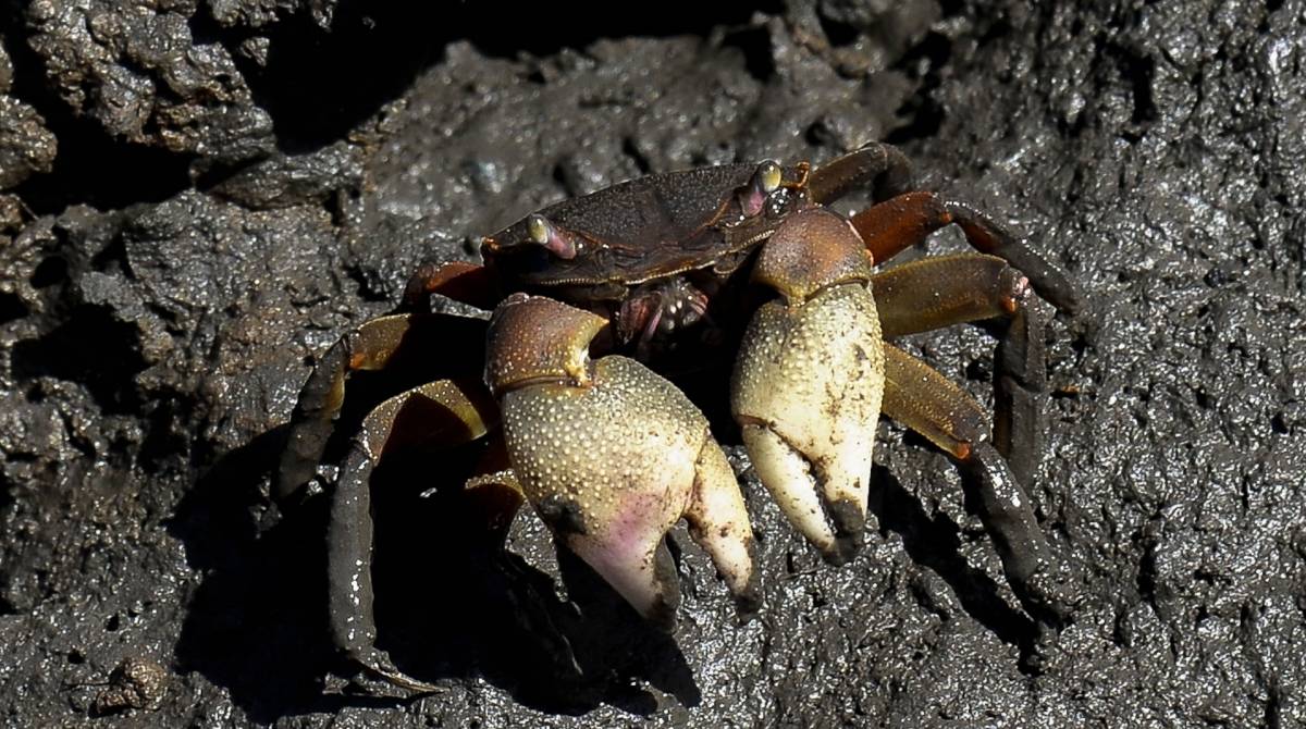 Manguezais de Guapimirim  
