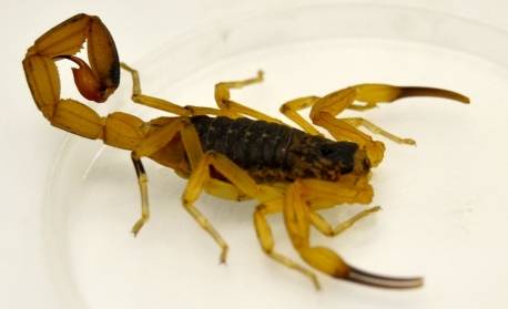 Prefeitura de Porto Real registra aparecimento de escorpião-amarelo