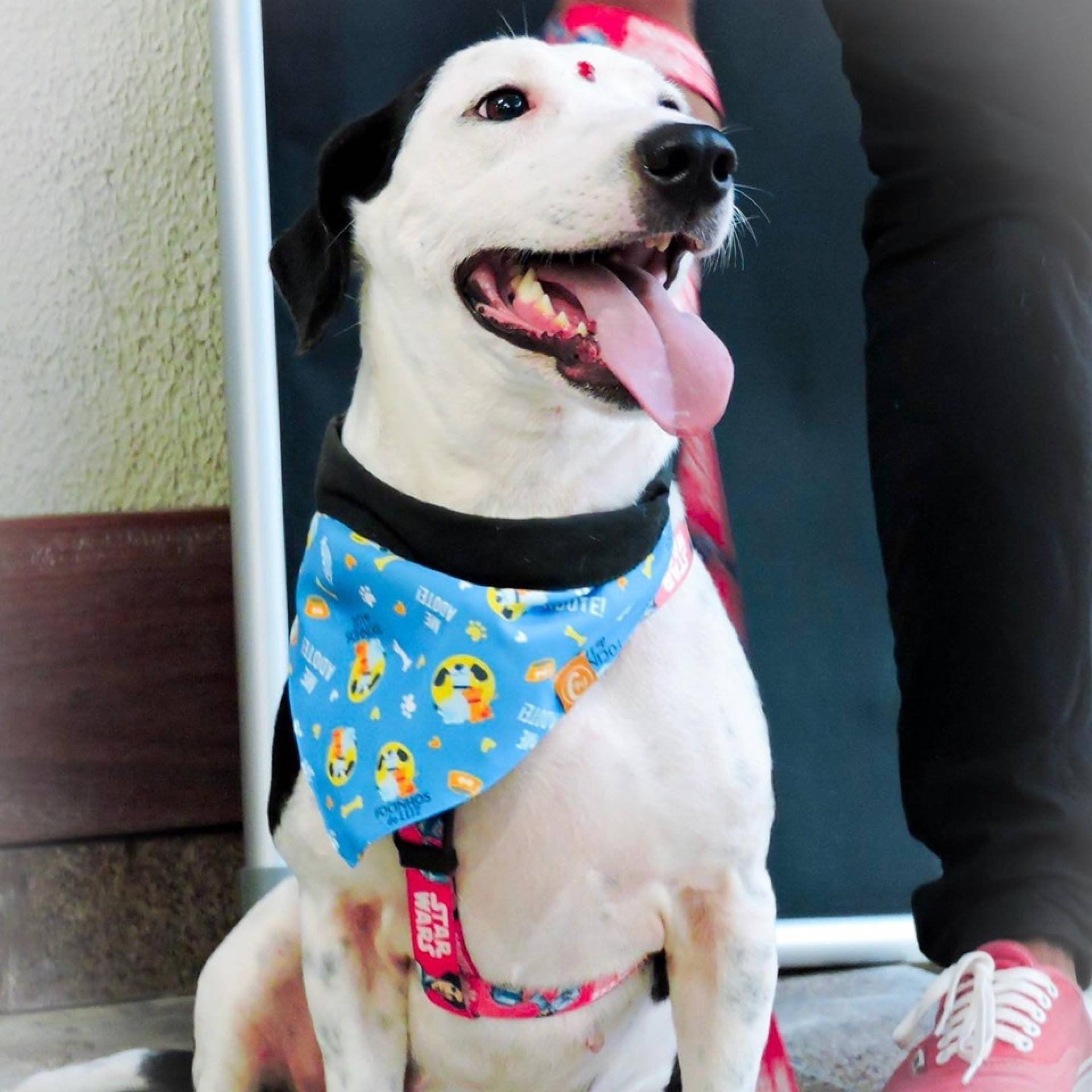 Babi está na ONG Focinhos de Luz