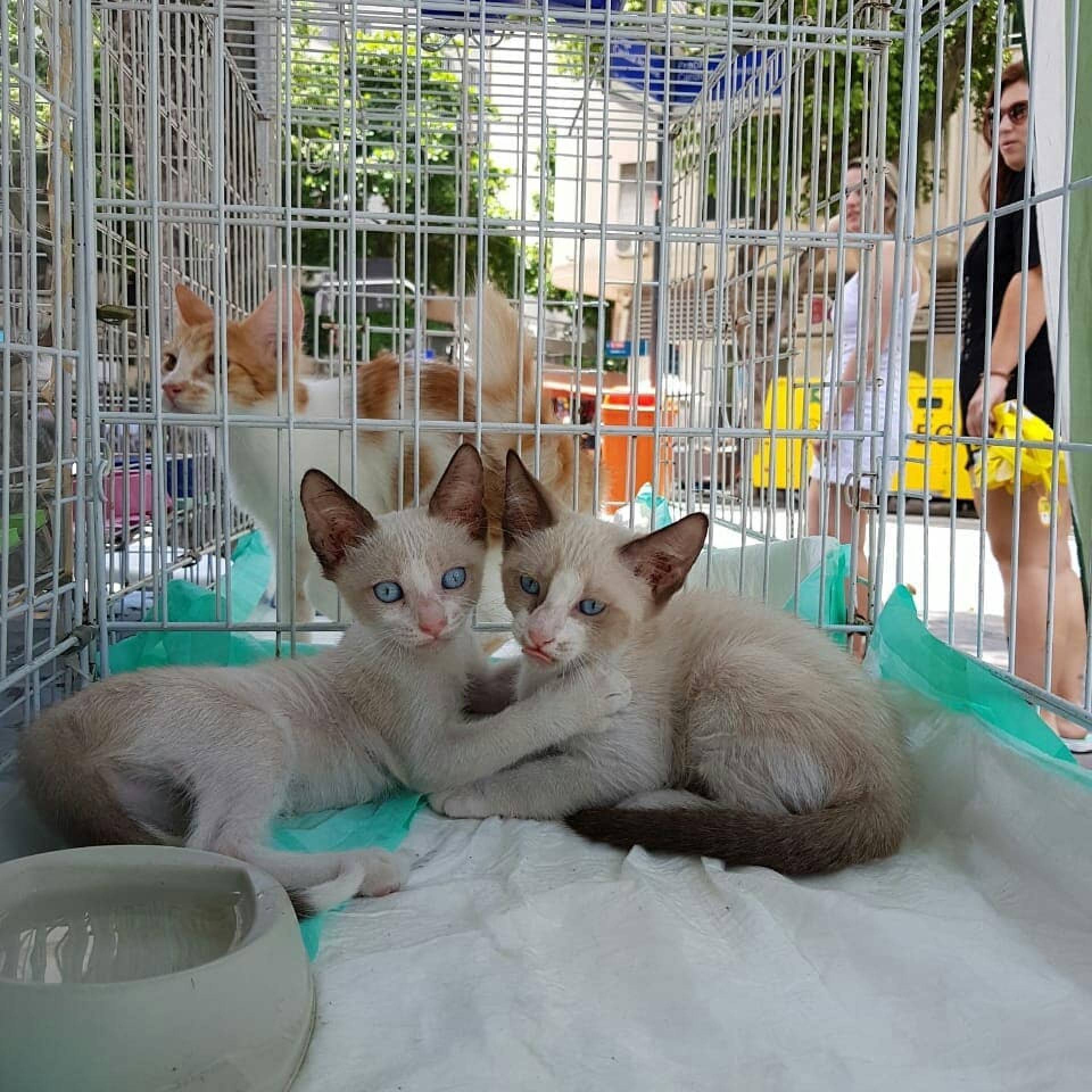 Pets estarão no evento esperando por uma família para chamar de sua - Divulgação
