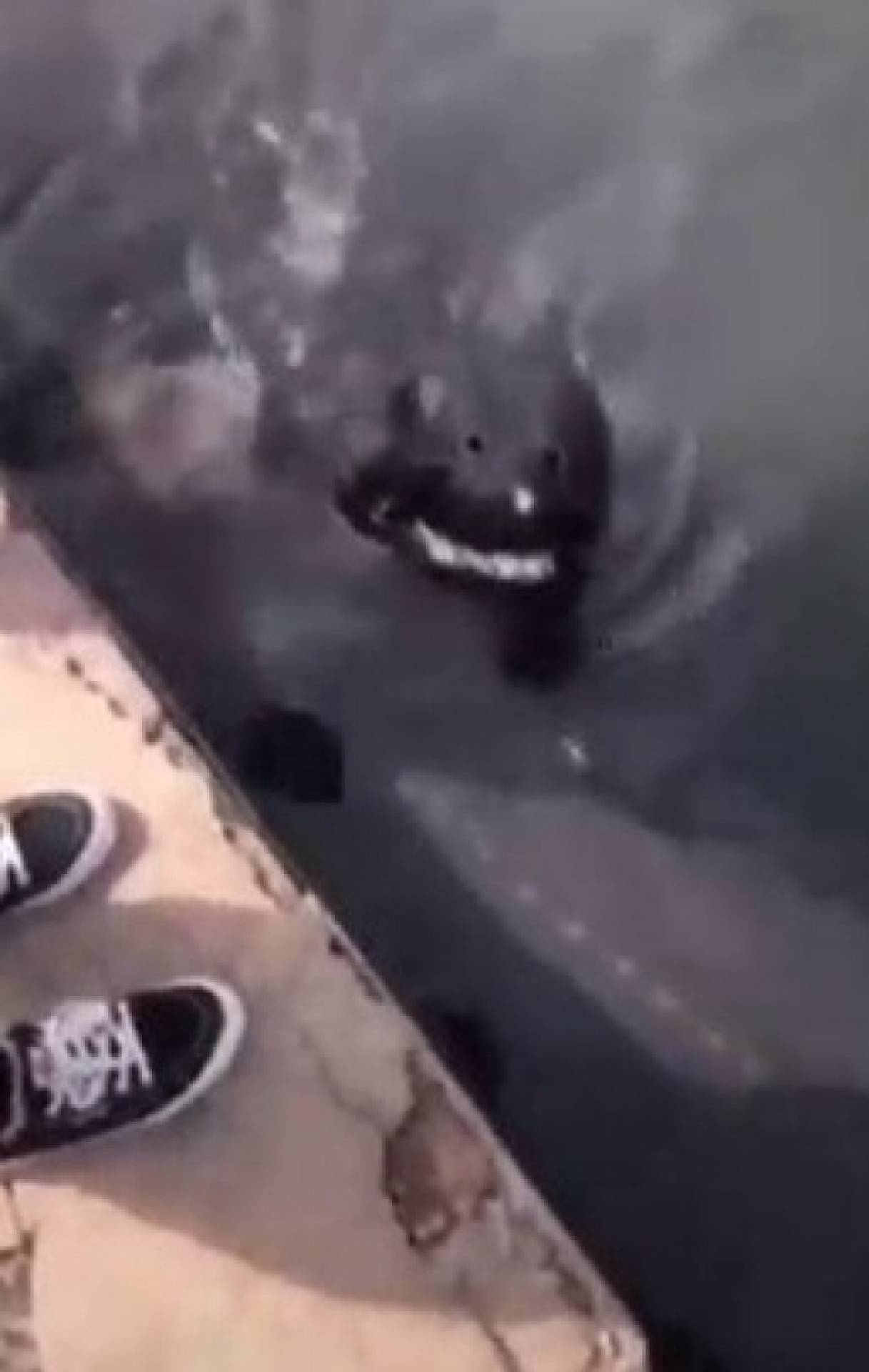 Peixe misterioso sem olhos deixa internautas assustados