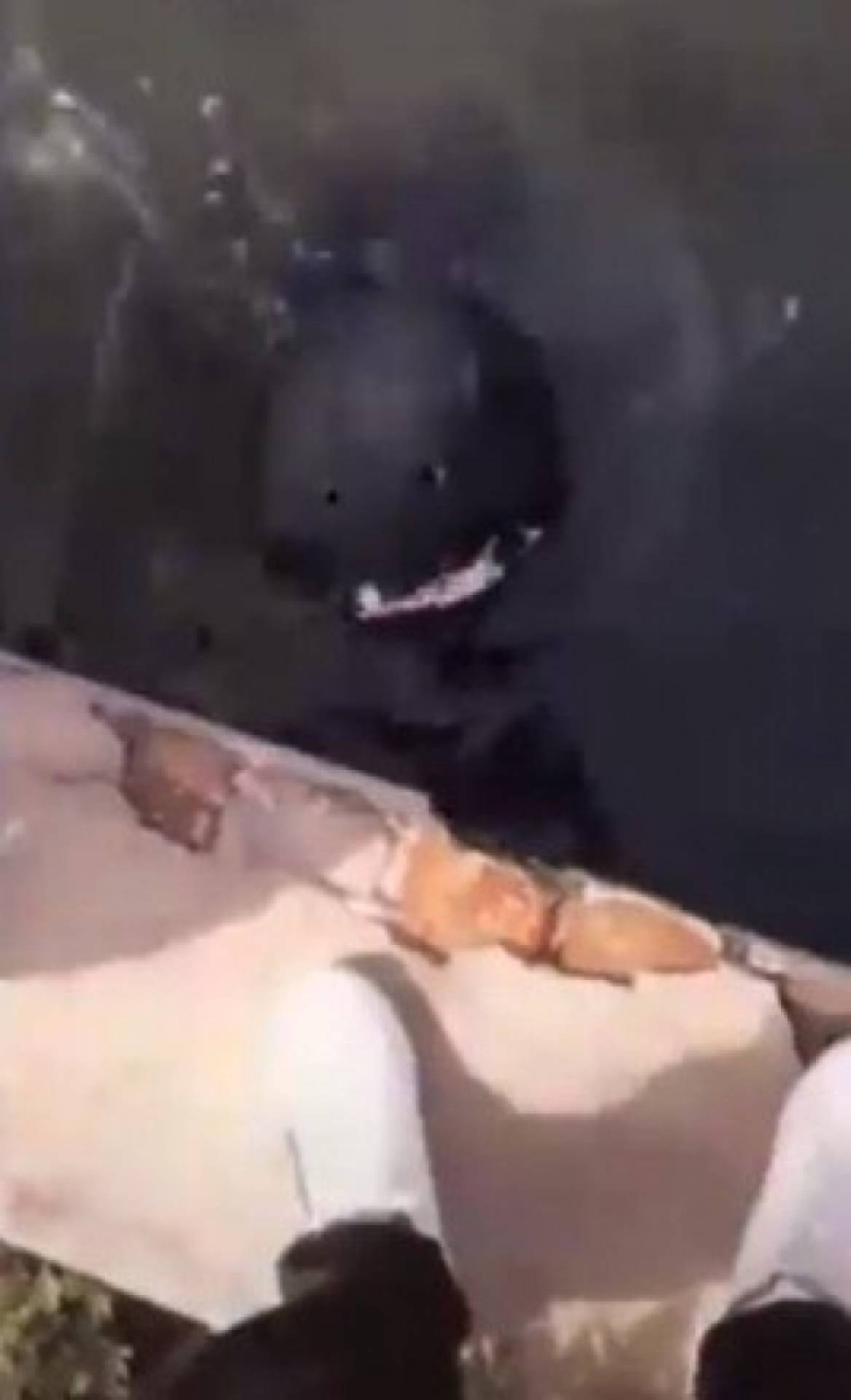 Peixe misterioso sem olhos deixa internautas assustados