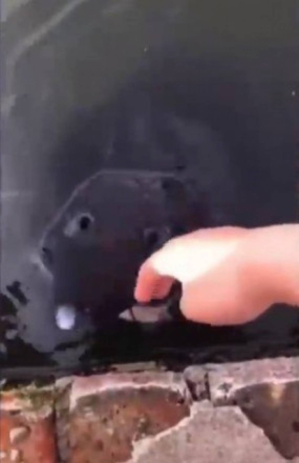 Peixe misterioso sem olhos deixa internautas assustados